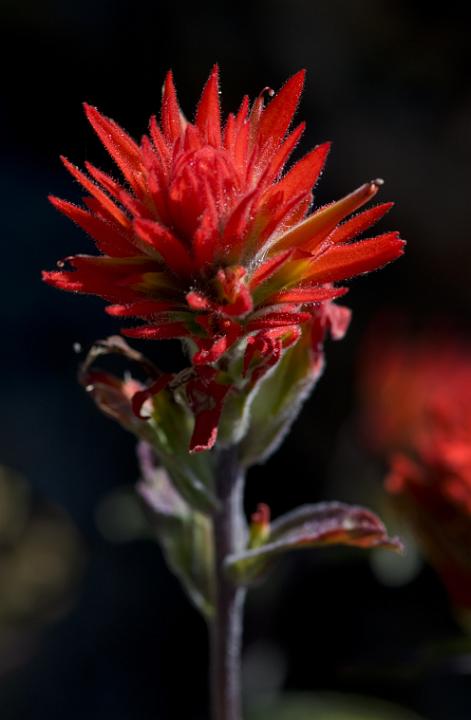 Paintbrush, Castilleja.jpg